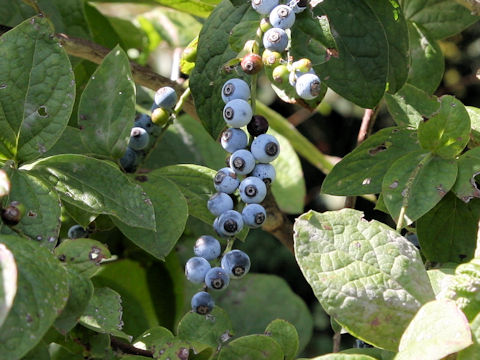 Vaccinium ciliatum