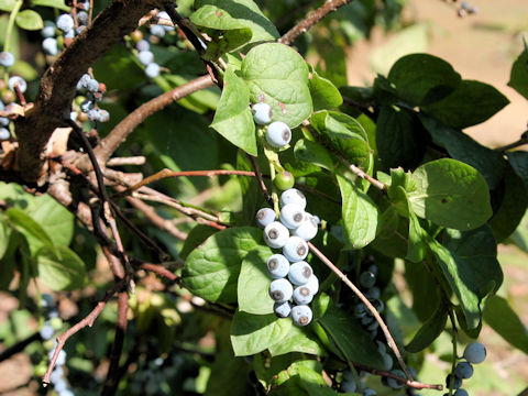 Vaccinium ciliatum