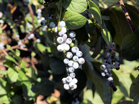 Vaccinium ciliatum