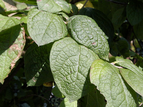 Vaccinium ciliatum