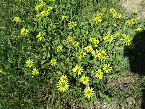 Arctotheca calendula