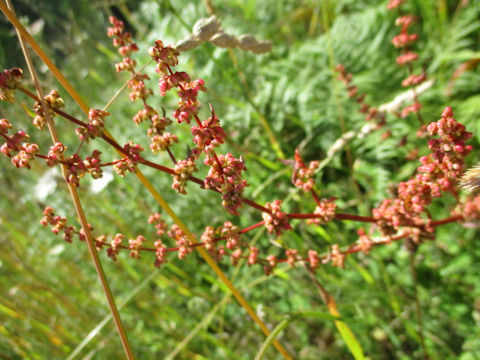 Rumex conglomeratus