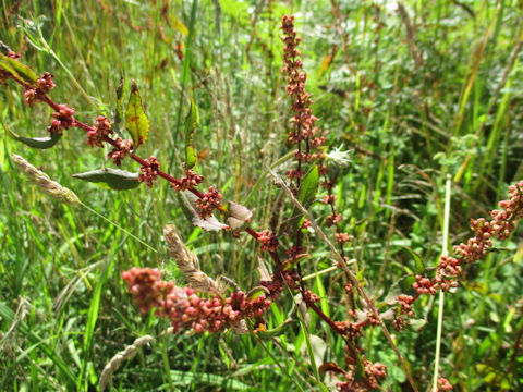 Rumex conglomeratus