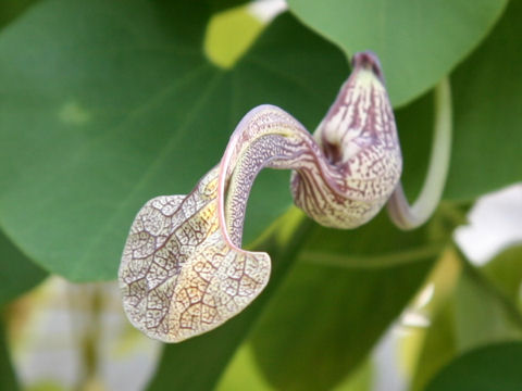 Aristolochia brasiliensis