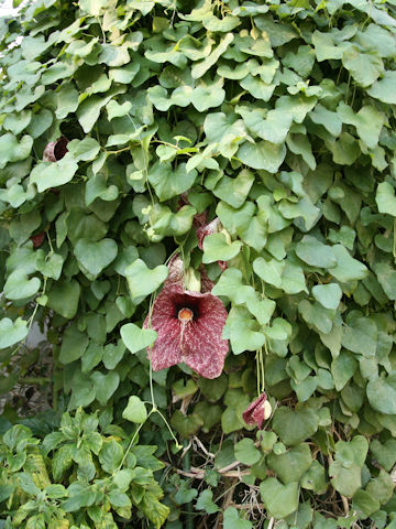 Aristolochia gigantea