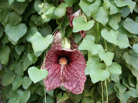 Aristolochia gigantea