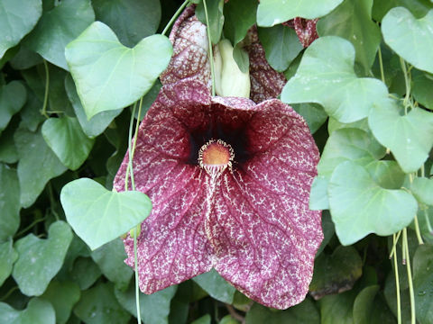 Aristolochia gigantea