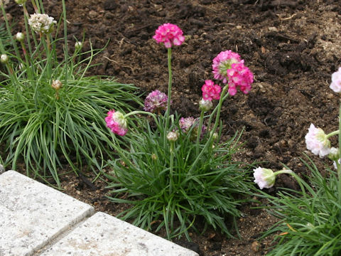 Armeria vulgaris