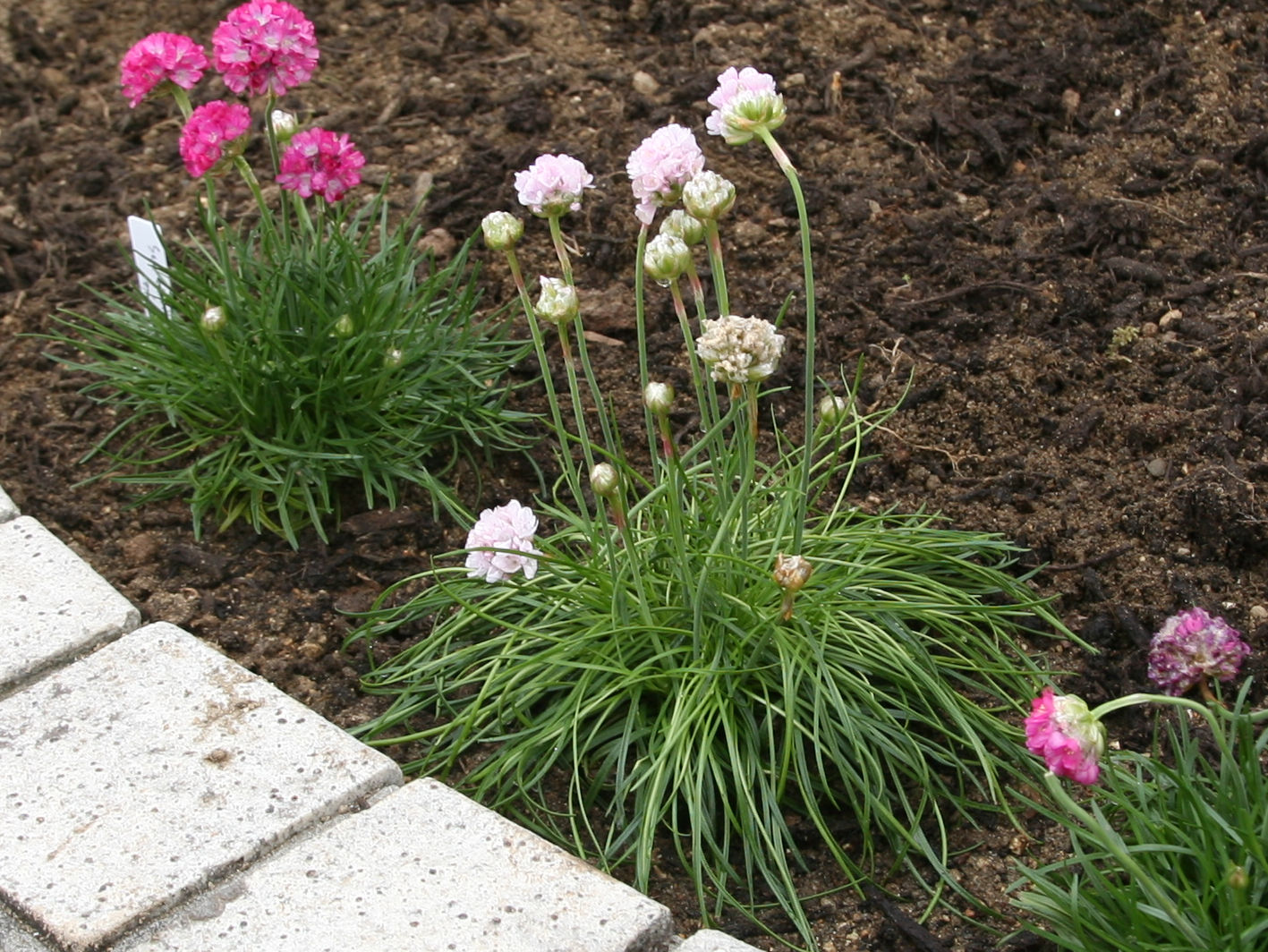 Armeria vulgaris