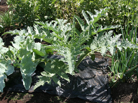 Cynara scolymus