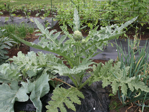 Cynara scolymus