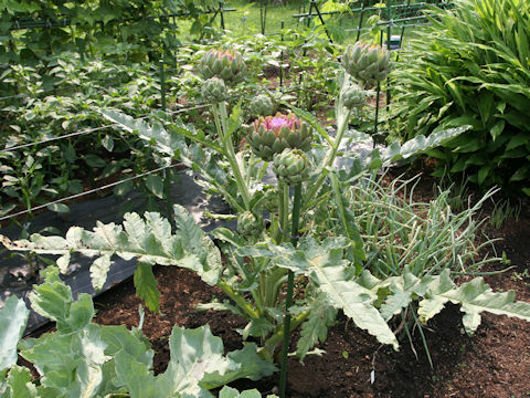 Cynara scolymus