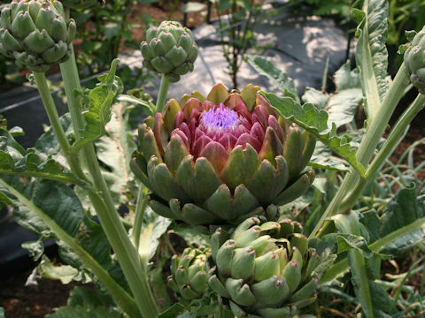 Cynara scolymus