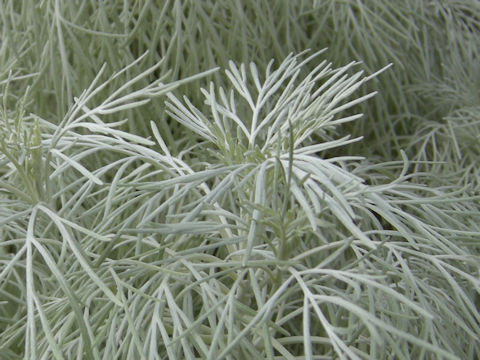 Artemisia mauiensis