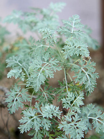 Artemisia cv. Powis Castle