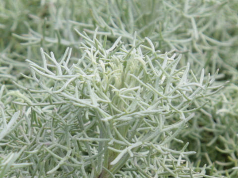 Artemisia versicolor cv. Sea Foam