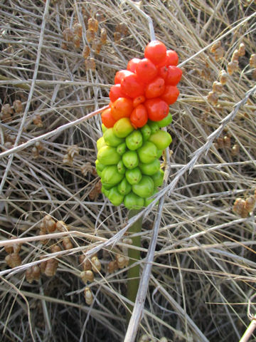 Arum italicum