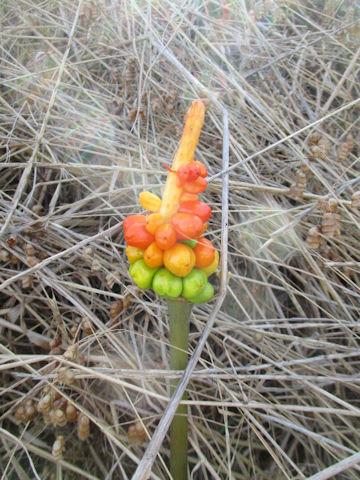 Arum italicum