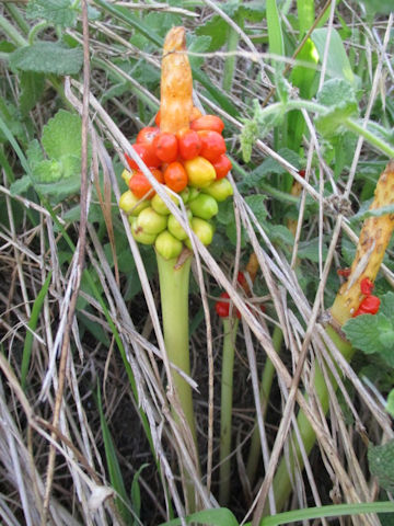 Arum italicum