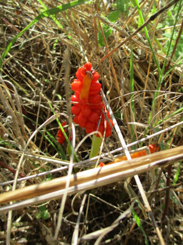 Arum italicum