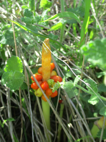 Arum italicum