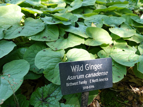 Asarum canadense