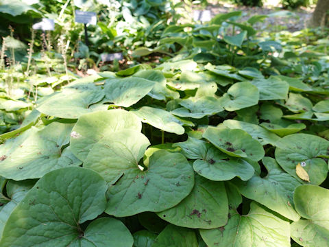 Asarum canadense