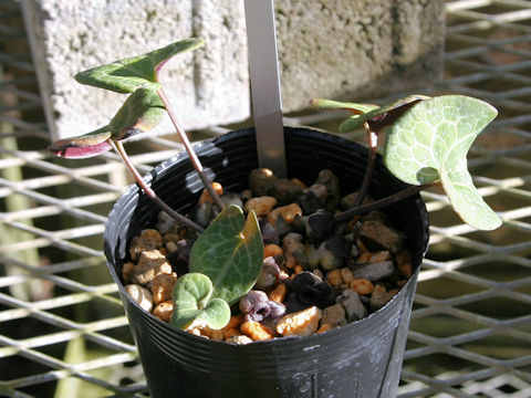 Asarum ichangense