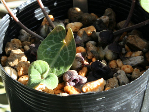 Asarum ichangense