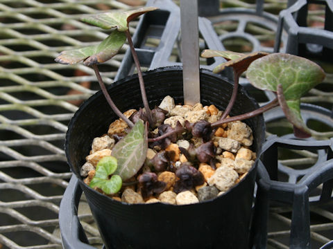 Asarum ichangense