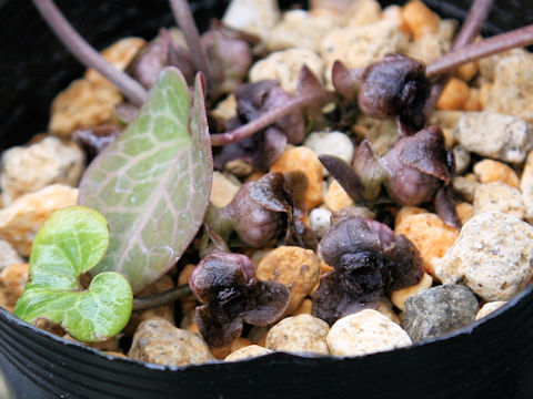 Asarum ichangense