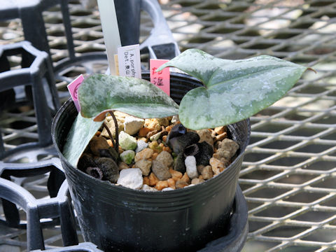 Asarum porphyronotum