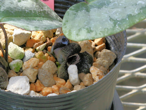 Asarum porphyronotum