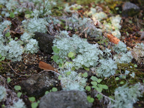 Artemisia schmidtiana