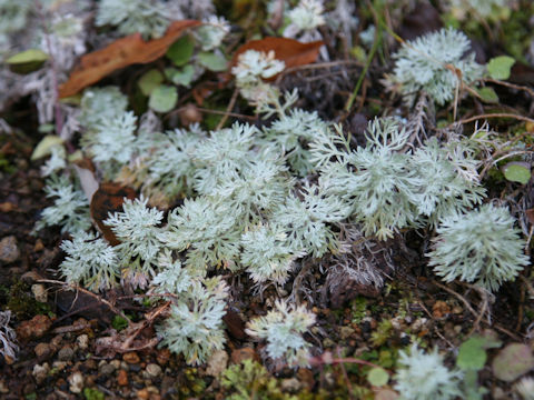 Artemisia schmidtiana