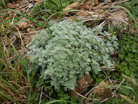 Artemisia schmidtiana
