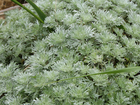 Artemisia schmidtiana
