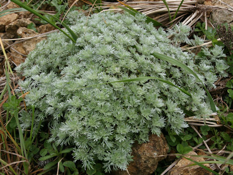 Artemisia schmidtiana
