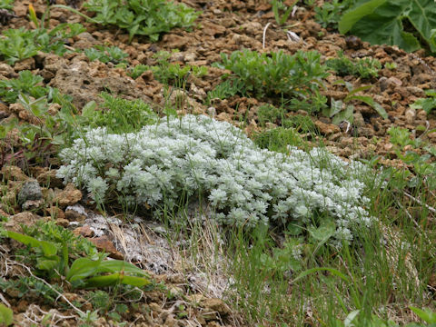 Artemisia schmidtiana