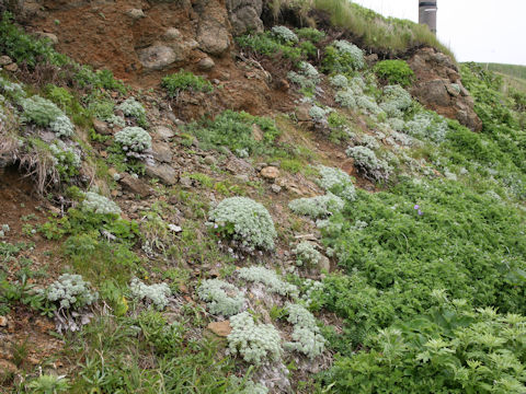 Artemisia schmidtiana