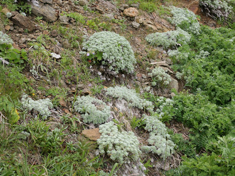 Artemisia schmidtiana
