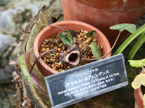 Asarum splendens