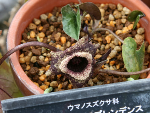 Asarum splendens