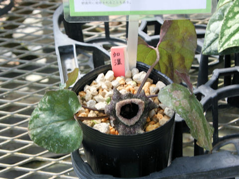 Asarum splendens