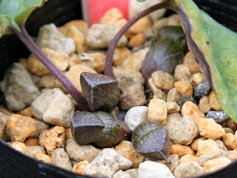 Asarum tabatanum