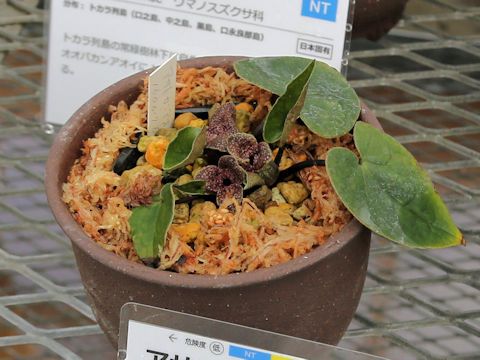Asarum tabatanum