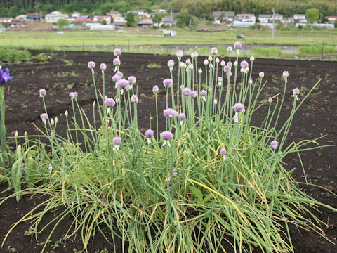 Allium schoenoprasum var. foliosum