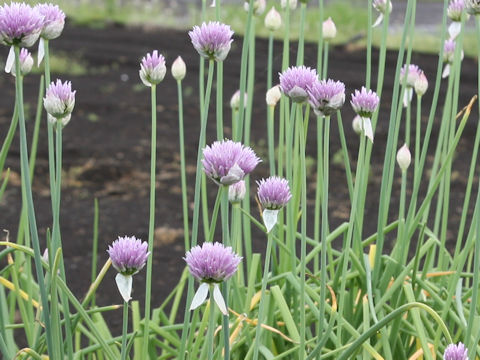 Allium schoenoprasum var. foliosum