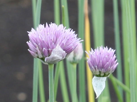 Allium schoenoprasum var. foliosum