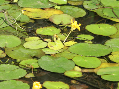 Nymphoides peltata